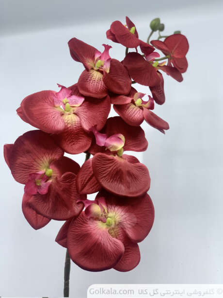 گل ارکیده وندا در چهار رنگ - Image 3