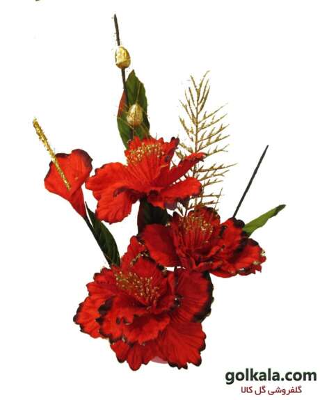 گل لوریس آفریقایی - Image 4