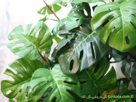 درختچه برگ انجیری