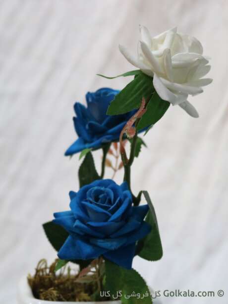 گل رز آبی سفید