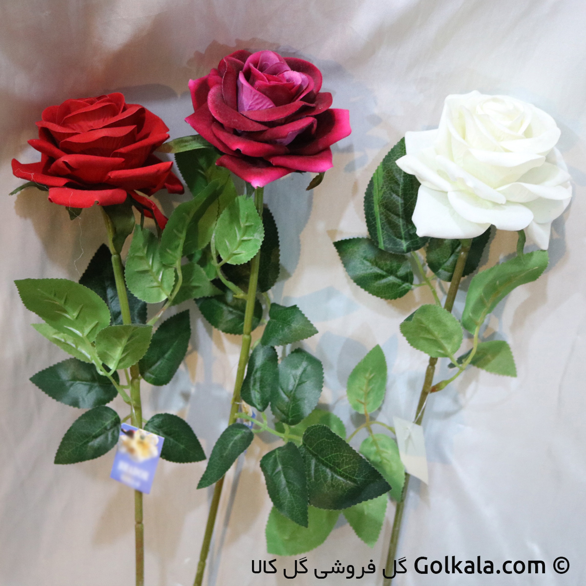 رز جیر در رنگهای متفاوت,گلهای زیبا