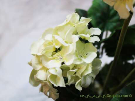 گل شمعدانی سفید, گل سفید