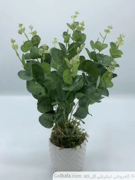 بوته گیاه پیچک اروپایی (شمشاد) گل کالا
