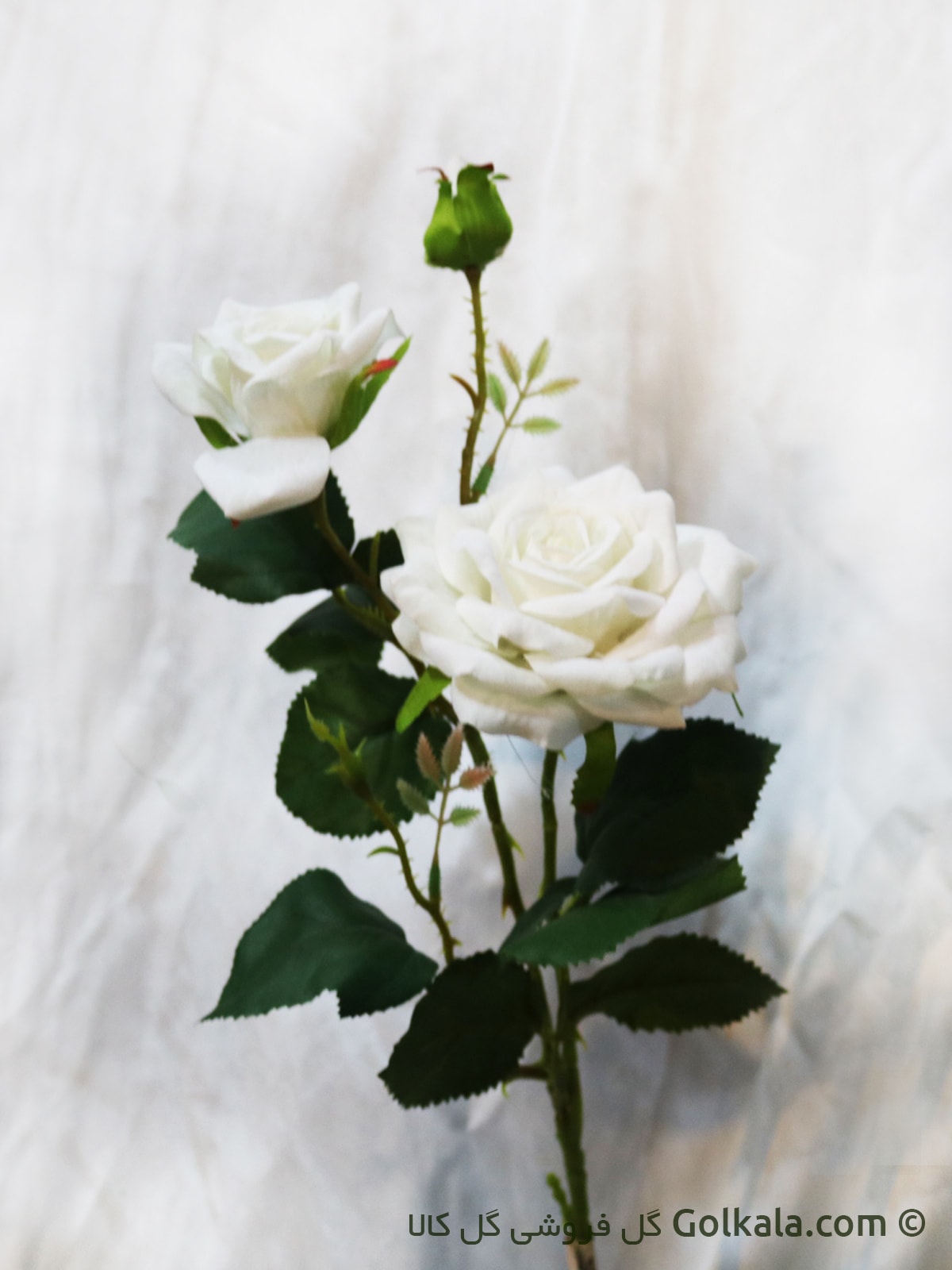 خرید گل - گل رز سفید