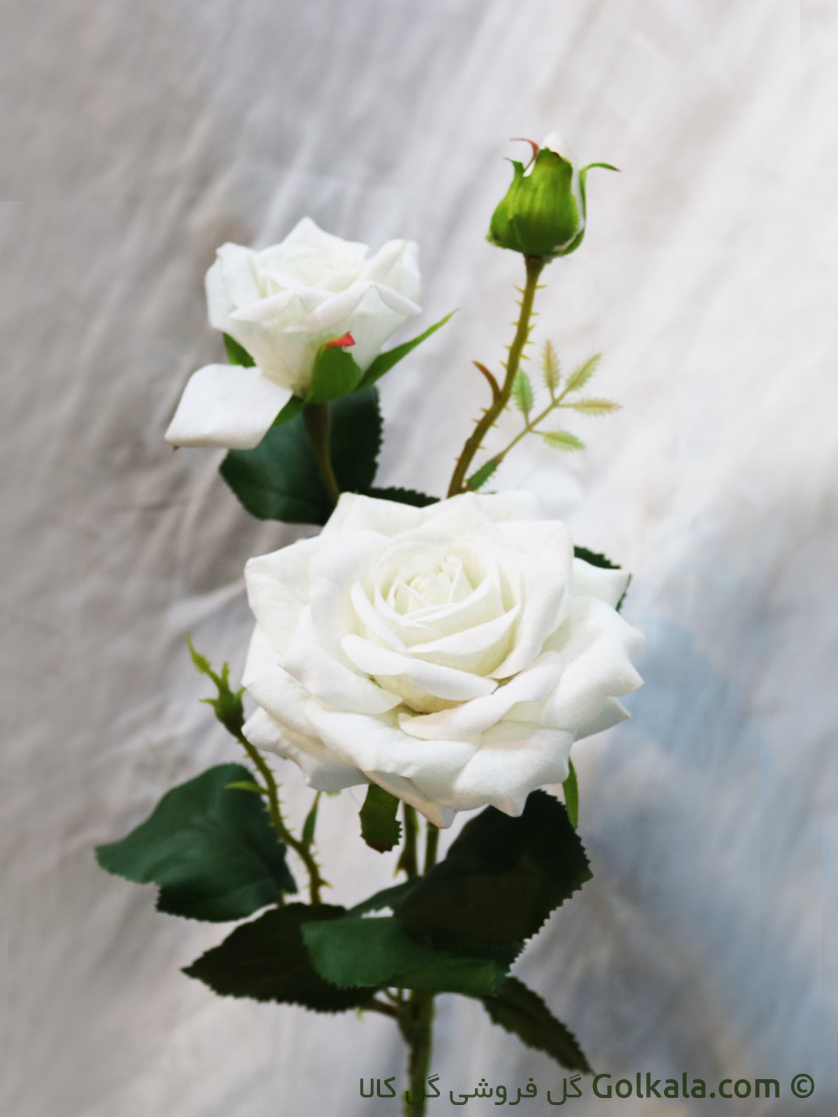 گل رز سفید - شاخه گل رز مخملی