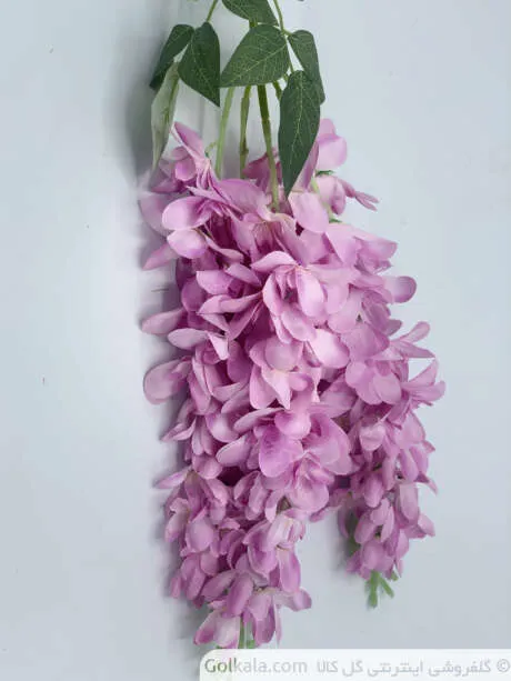 گل اقاقیای استرالیایی