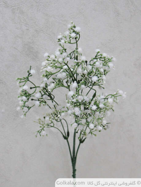 شکوفه عروس گل کالا اصلی